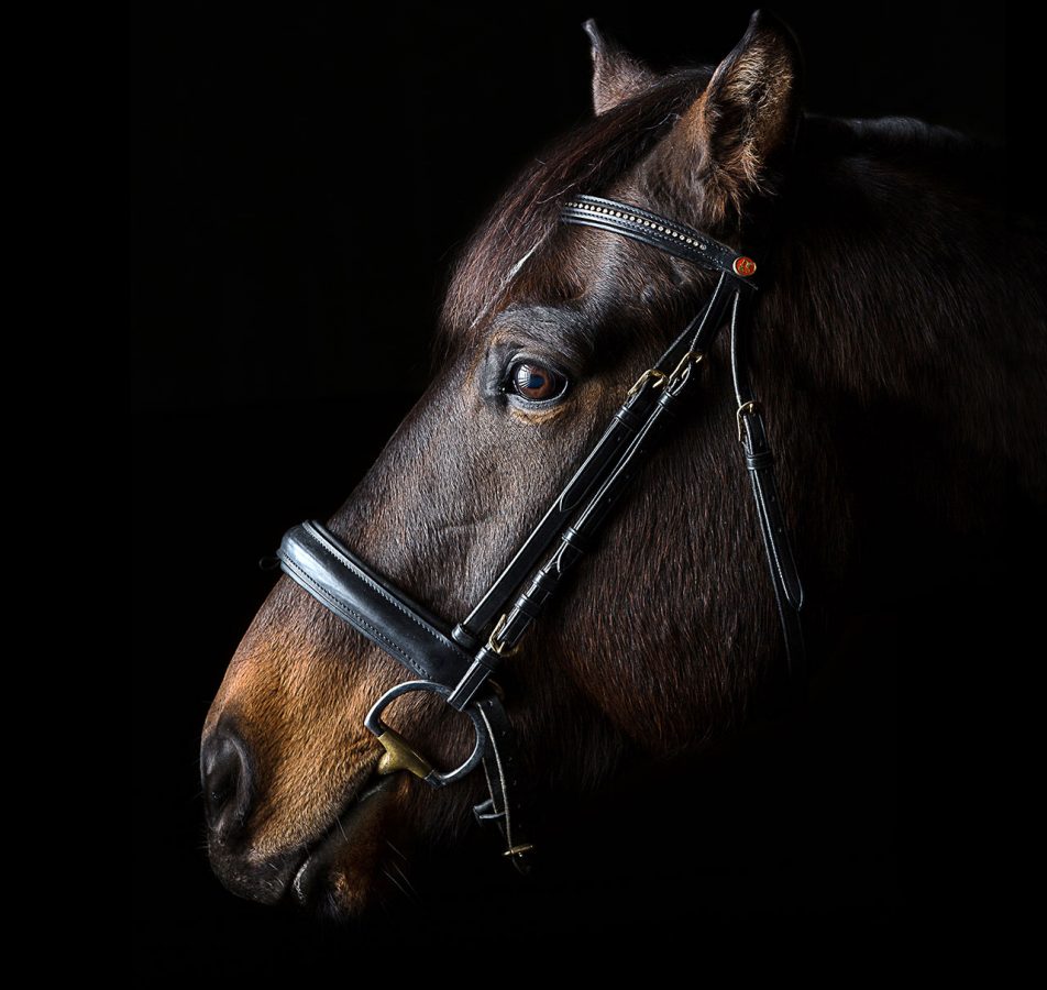 Pferde- & Tierfotografie